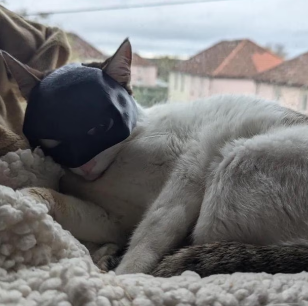 Catman Mask